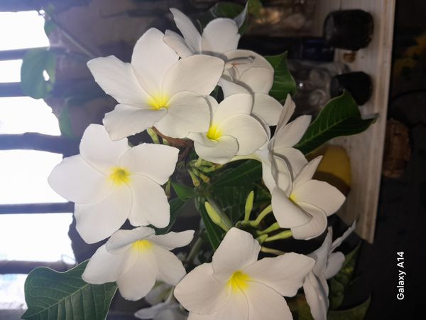 Identificação da planta Véu de noiva por foto