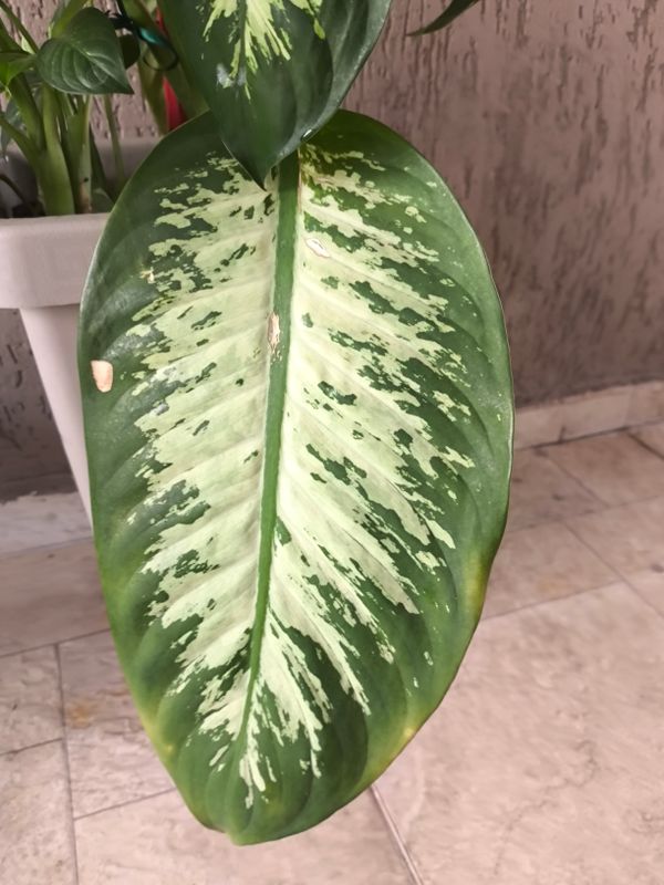Identificação da planta Comigo-ninguém-pode por foto