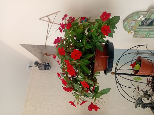 Identificação da planta Beijinho por foto