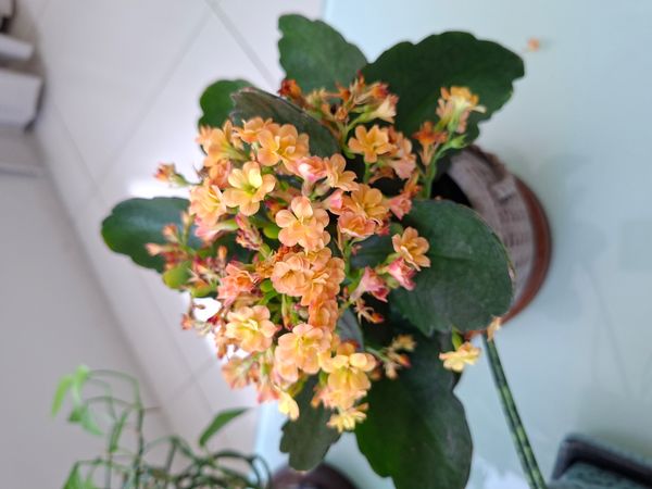 Identificação da planta Flor da fortuna por foto
