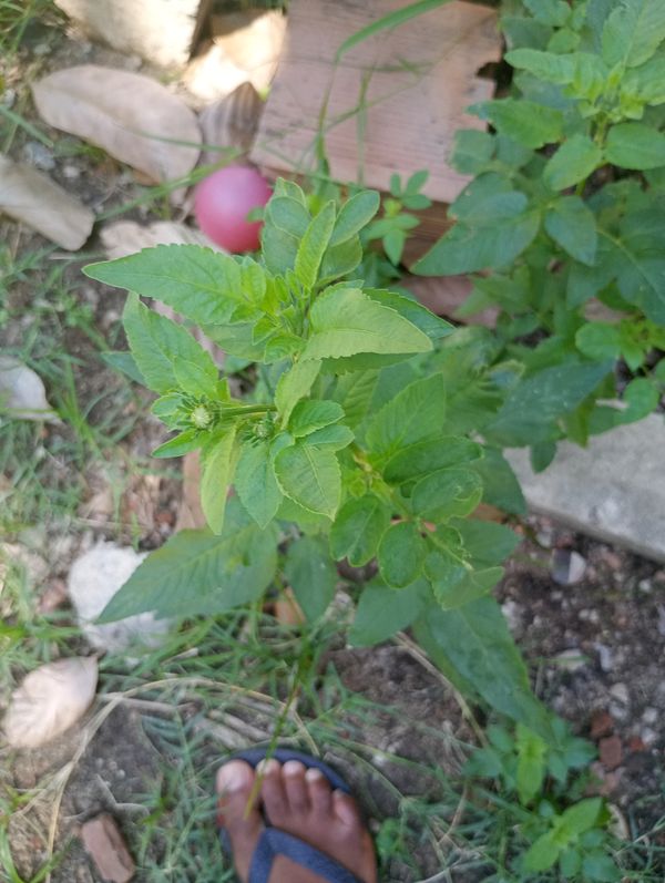Identificação da planta Picão-preto por foto