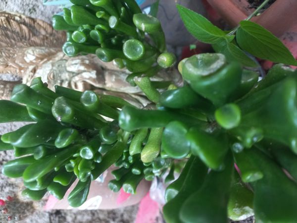 Identificação da planta Planta-jade por foto