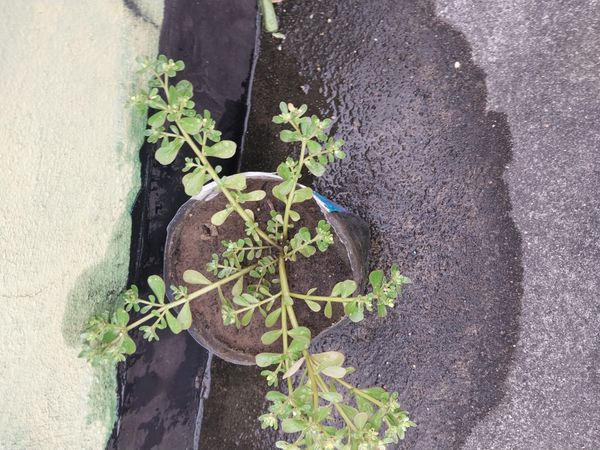 Identificação da planta Portulaca por foto