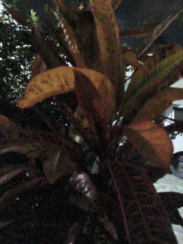 Identificação da planta Cróton por foto