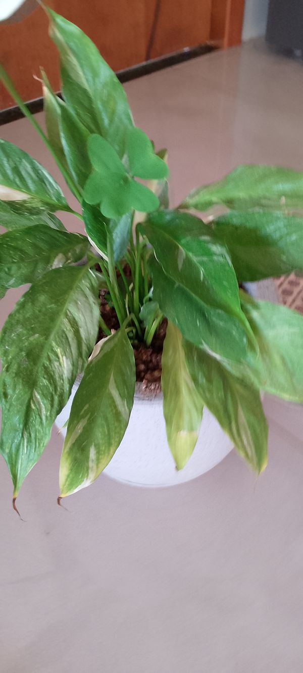 Identificação da planta Como cuida do lirio por foto