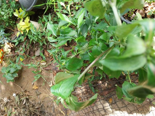 Identificação da planta Picão-branco por foto