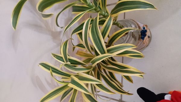 Identificação da planta Pleomele por foto