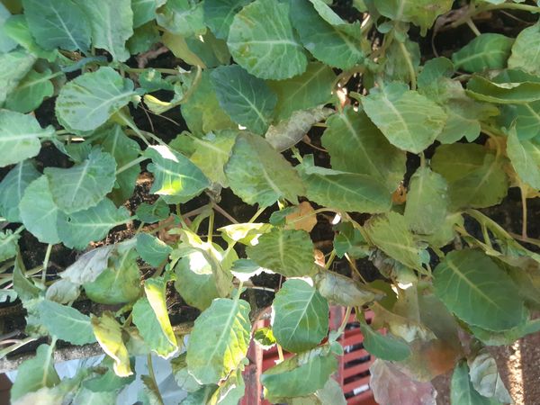 Identificação da planta Brócolis por foto
