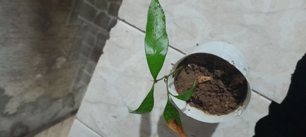 Identificação da planta Lichia por foto