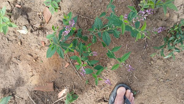 Identificação da planta Sem nome popular conhecido por foto