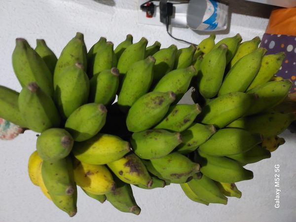Identificação da planta Bananeira por foto