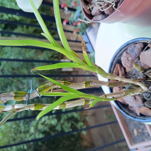 Identificação da planta Denphal por foto