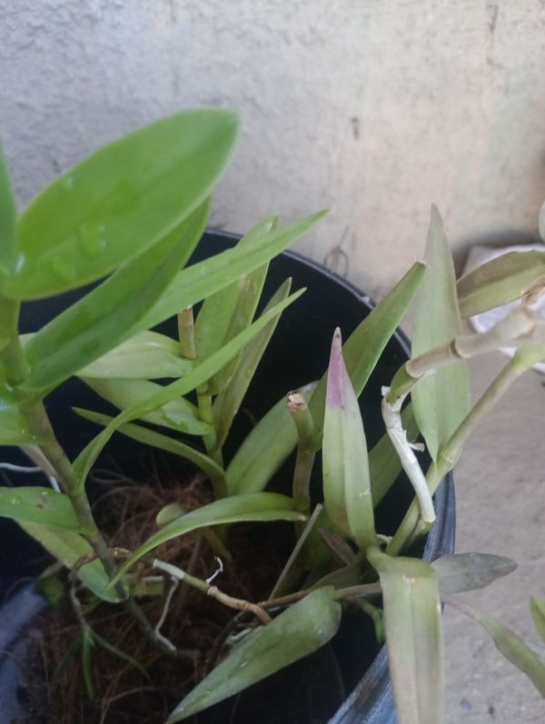 Identificação da planta Orquídea bambu por foto