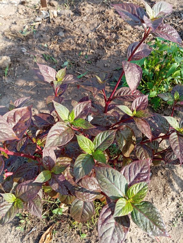 Identificação da planta Penicuíca por foto