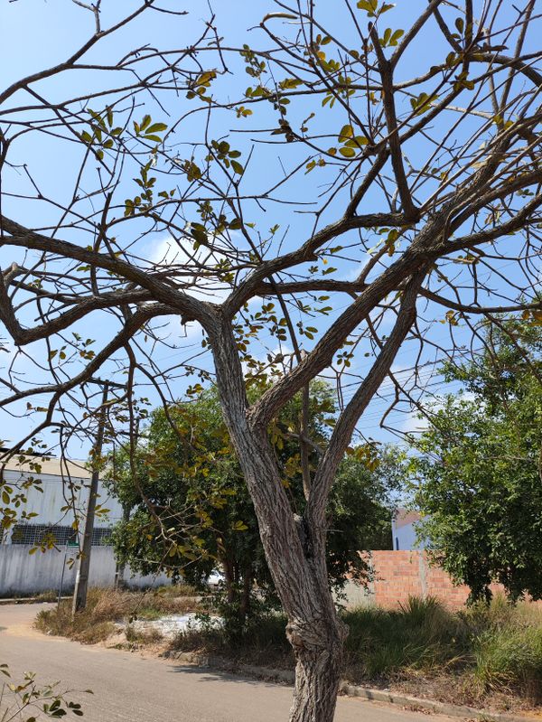 Identificação da planta Ipê-amarelo por foto