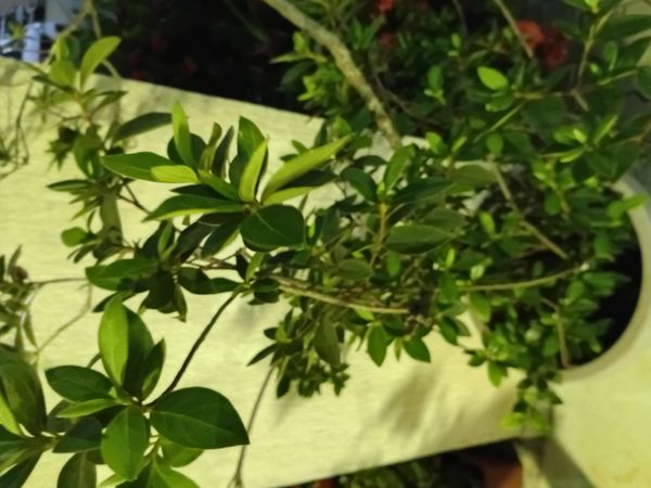 Identificação da planta Azaleia por foto