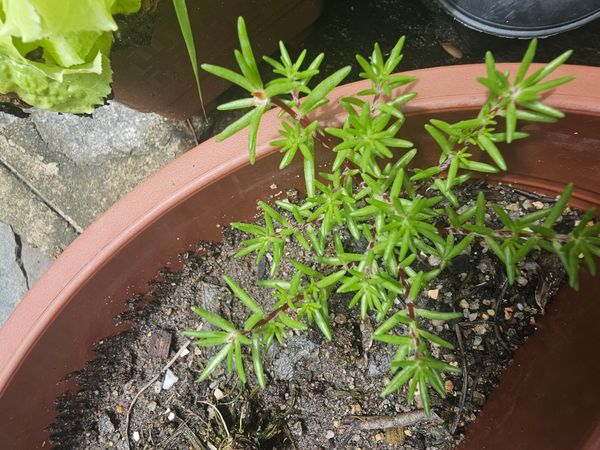 Identificação da planta Onze horas por foto