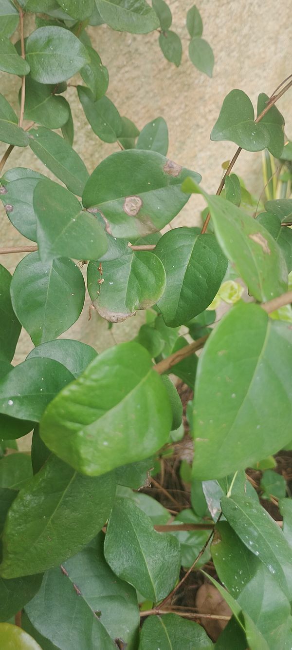 Identificação da planta Cambuí-preto por foto