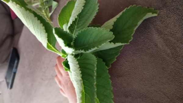 Identificação da planta Boldo por foto