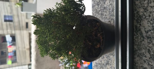 Identificação da planta Tuia-chinesa por foto
