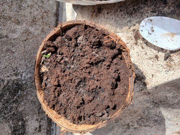 Identificação da planta Berinjela por foto