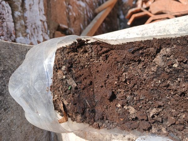 Identificação da planta Berinjela por foto