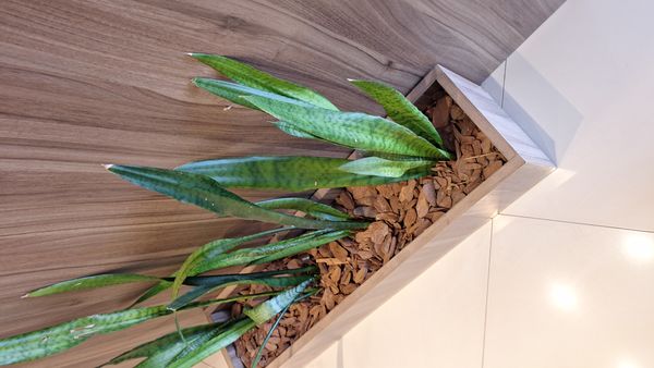 Identificação da planta Espada de São Jorge por foto