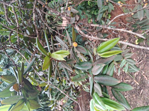 Identificação da planta Cabeludinha por foto