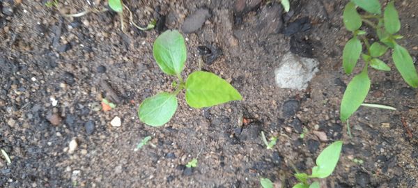 Identificação da planta Malagueta por foto