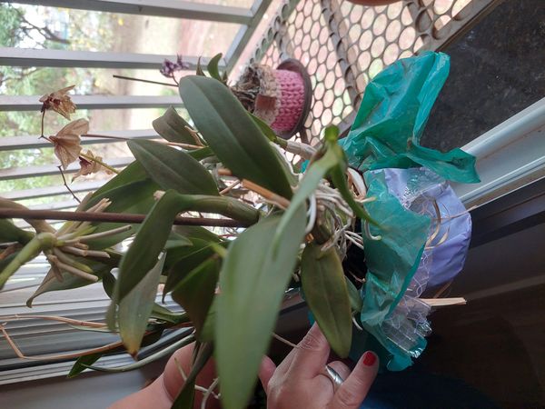 Identificação da planta Orquídea bambu por foto