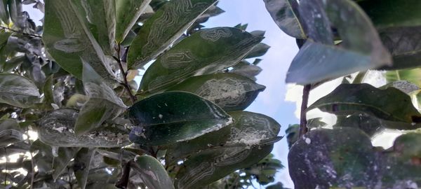 Identificação da planta Graviola por foto
