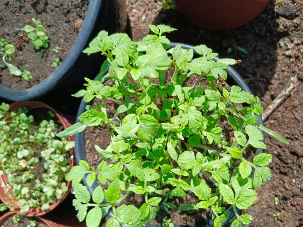 Identificação da planta Tomate por foto