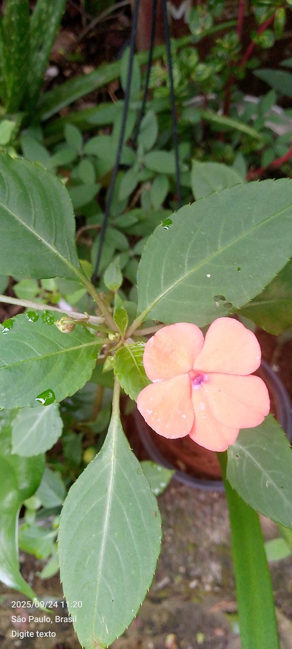 Identificação da planta Maria sem vergonha por foto