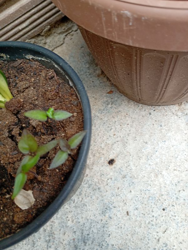 Identificação da planta Pimenta-de-cheiro por foto