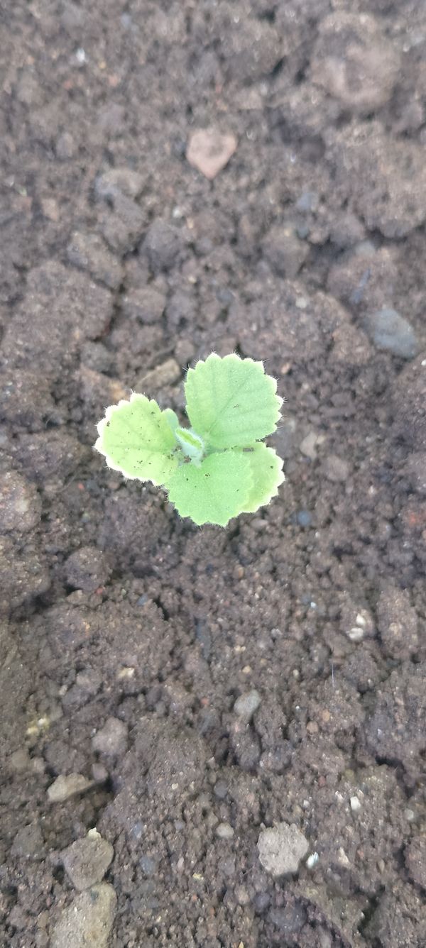 Identificação da planta Malva Branca por foto