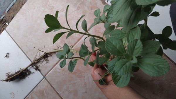 Identificação da planta Coração-roxo por foto