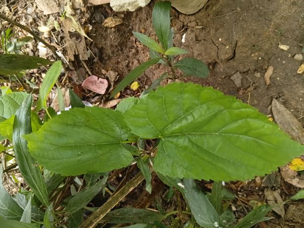 Identificação da planta Amora por foto
