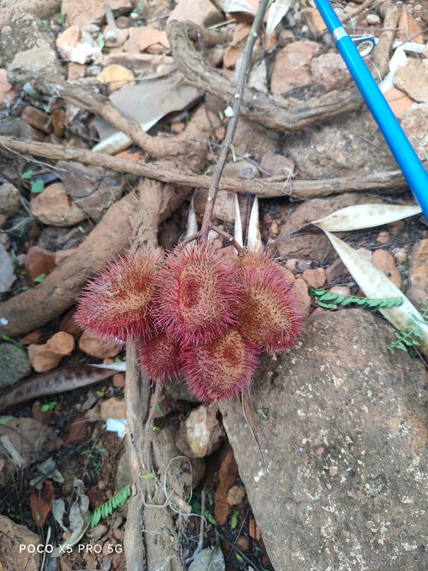 Identificação da planta Urucum por foto