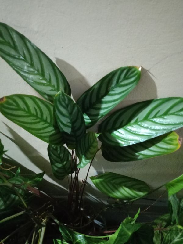 Identificação da planta Maranta por foto