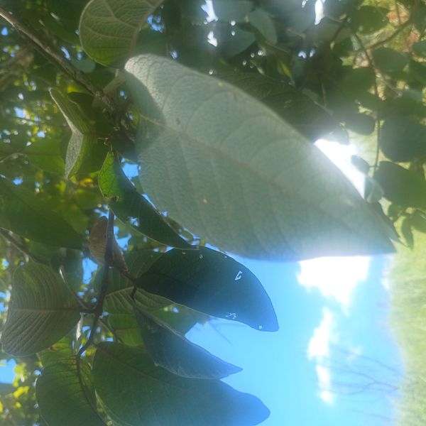 Identificação da planta figueira por foto