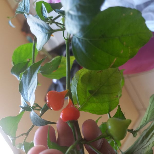 Identificação da planta Pimenta-de-cheiro por foto