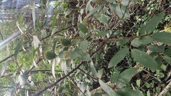 Identificação da planta Araticum-cagão por foto