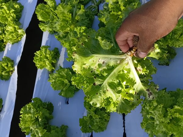 Identificação da planta Alface por foto