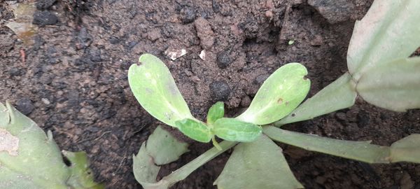 Identificação da planta Malmequer por foto