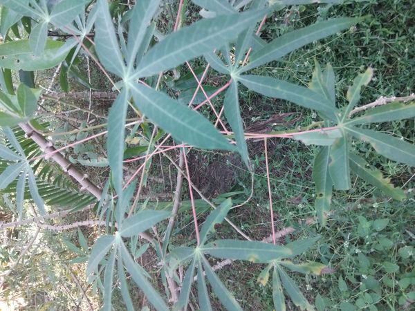 Identificação da planta Mandioca por foto