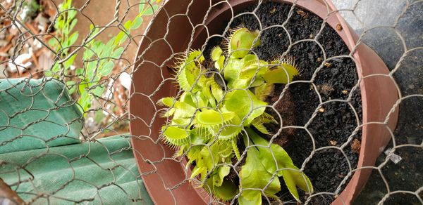 Identificação da planta Vênus-papa-moscas por foto