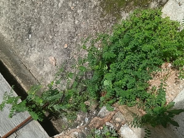Identificação da planta Quebra pedra por foto