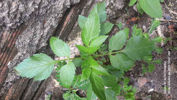 Identificação da planta Picão-preto por foto