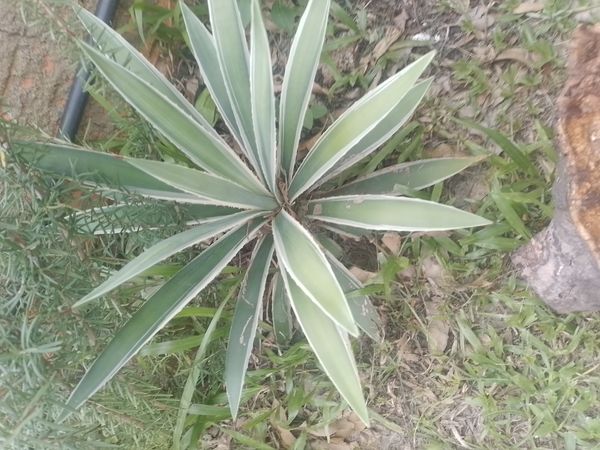 Identificação da planta Sisal por foto