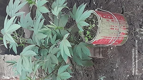 Identificação da planta Vinagreira por foto